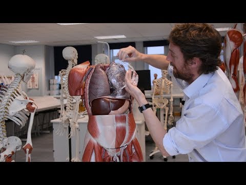 image-What are the 2 lungs called?