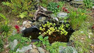 Outdoor Pond Update (9/21/23)