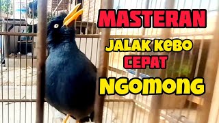 Download lagu KICAUAN BURUNG JALAK KEBO BISA NGOMONG || SANGAT PAS UNTUK MASTERAN JALAK KEBO BISU mp3