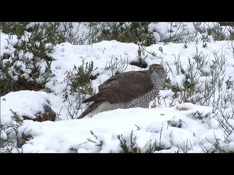 2017/02/15 11h25m Northern Goshawk eat a prey