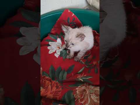 Vídeo de Yuri