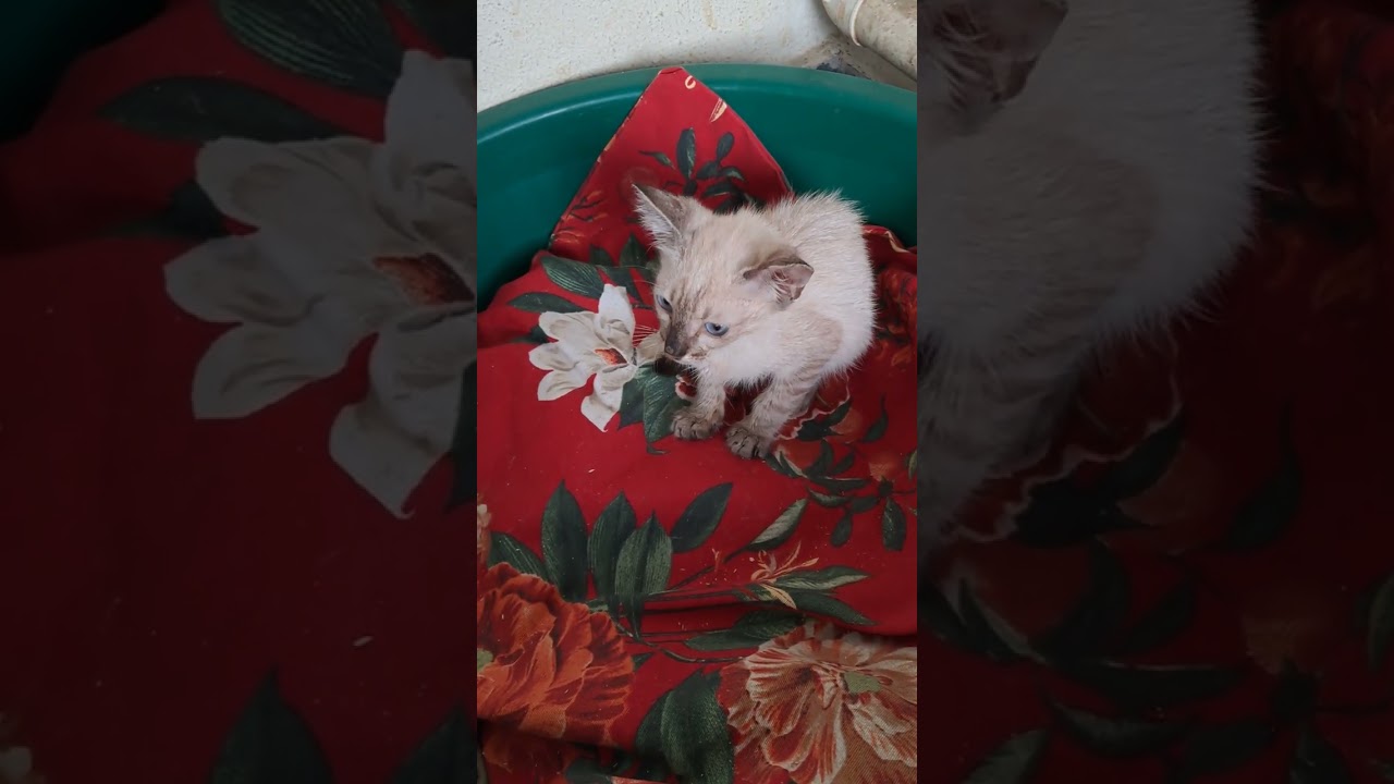 Gato raça SRD-ViraLata idade 2 a 6 meses nome Yuri