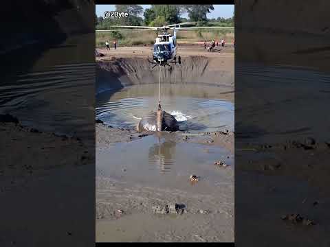 Helicopter Rescue - Saving a Stuck Elephant from Muddy Trap