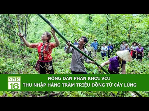 , title : 'Nông dân phấn khởi với thu nhập hàng trăm triệu đồng từ cây lùng | VTC16'