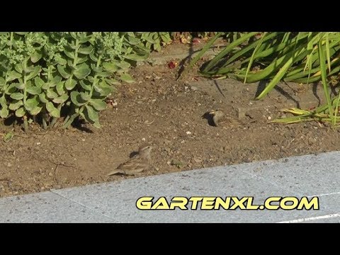 Spatzen beim Staubbad