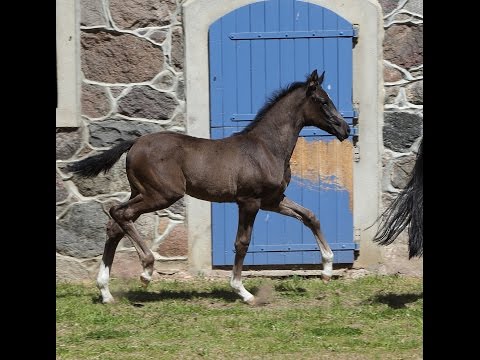 Stutfohlen von Sezuan / Fürst Heinrich / De Niro