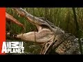 A Gator Bite to the Head is No Joke | Gator Boys ...