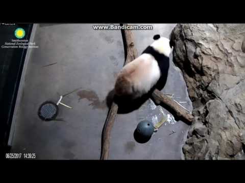 2017.06.25 Bei Bei reclining biting ice frozen