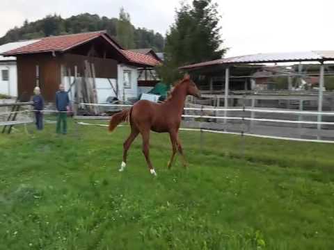 Hengstfohlen v. Monte Bellini-Lavaletto