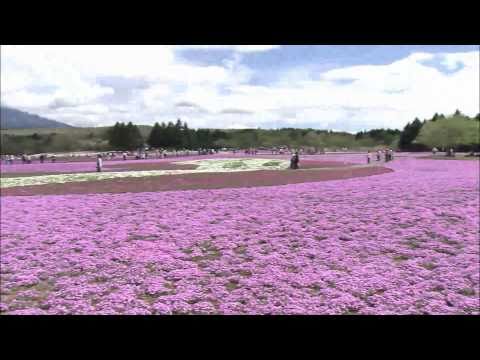 富士芝桜まつり（フルHD映像）