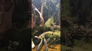 Download lagu Paludarium Tropis ASMR 🌿 Suara Air yang Menenangkan | Bandara Changi Singapura mp3