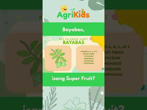 Mahilig ba kayo sa bayabas? Good news! #AgriKids #Bayabas #herbalmedicine #halamanggamot #shorts
