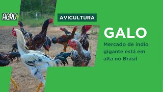 Miniatura do vídeo