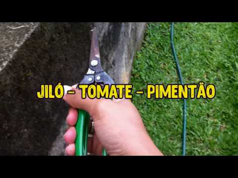 Horta em quintal - Jiló - Tomate - Pimentão (colheita) - LÖR