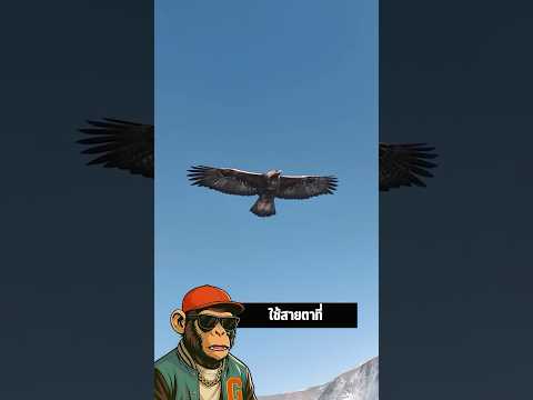 อินทรีทอง นักล่าจากท้องฟ้า #shorts