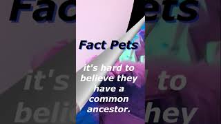 Dogs are an animal species with the greatest racial diversity.#shortsviral