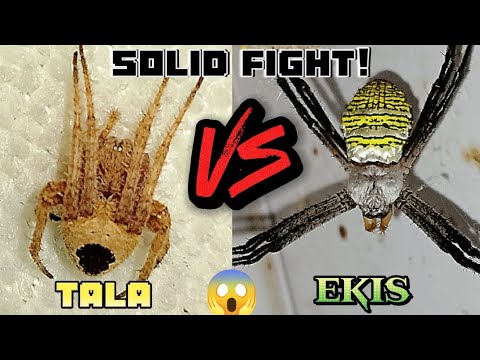 Solid😱 Lobat Pareho🥶😱 Tala dilaw tagalog VS Gagambang ekis.solid fight 💥