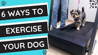 How to Exercise Your Dog 6 Ways to Drain Your Puppy