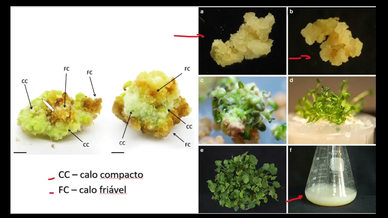 9 - Organogênese - Calogênese
