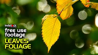 Download lagu indstock free footage nocopyright-Leaves-Foliage-nature-Dedaunan-FullHD Video mp3 Download lagu indstock free footage nocopyright-Leaves-Foliage-nature-Dedaunan-FullHD Video mp3