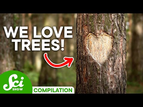 Terrific Trees: A SciShow #TeamTrees Compilation