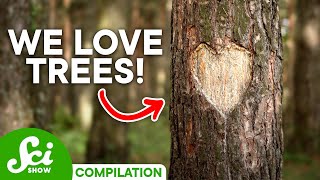 Terrific Trees: A SciShow #TeamTrees Compilation