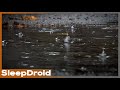 Raindrops In A Puddle Up Close Rain Sounds For Sleeping Studying Or Helping Parents Sleep