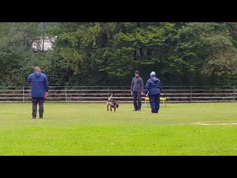 Reševalni izpit 1. stopnje - Poslušnost in ovire