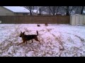 Gracie Lou Fteebush Snow3