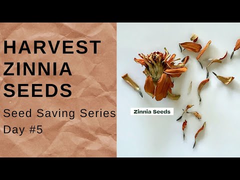How To Harvest Zinnia Seeds // Garden VLOG