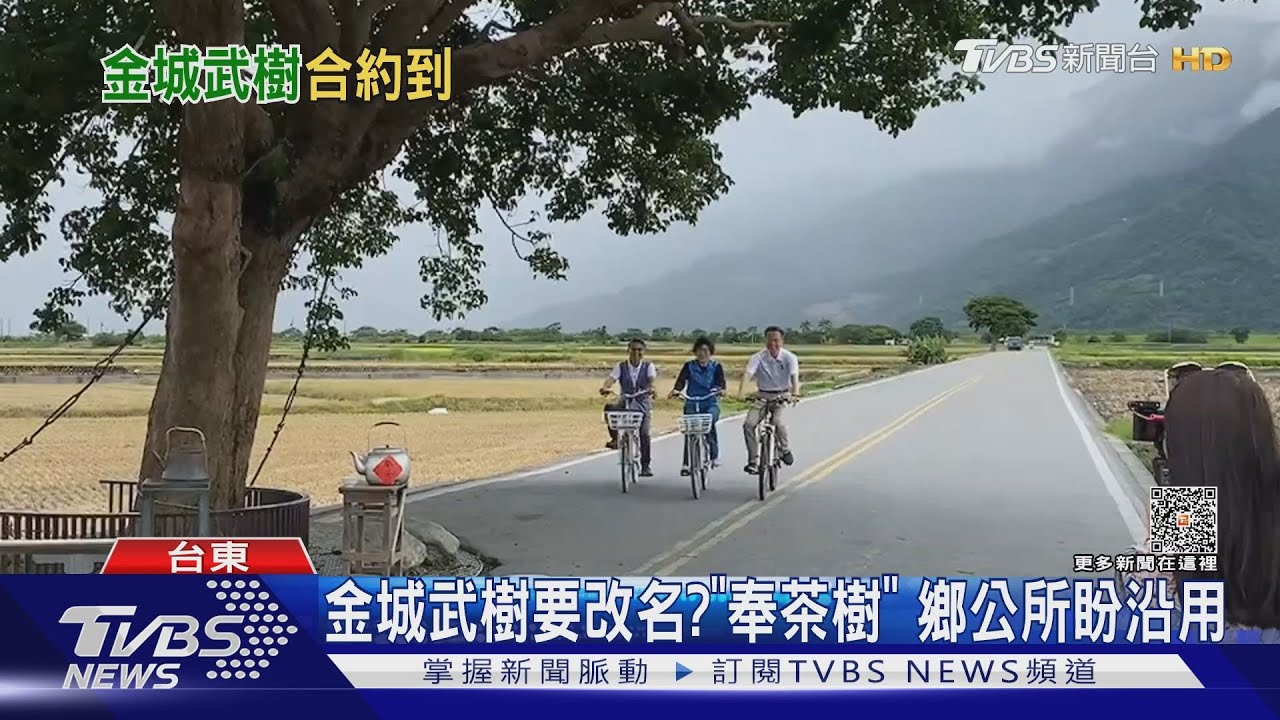 金城武樹要改名？「奉茶樹」　鄉公所盼沿用