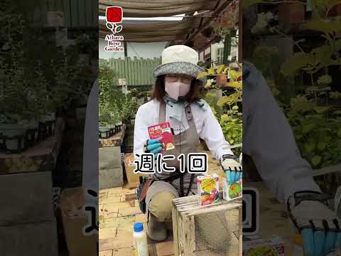 病気 バラの茂み 黒い斑点 レモンの木 椿 他の植物が影響を受ける 菌類