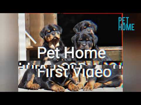 Pet Home First Video