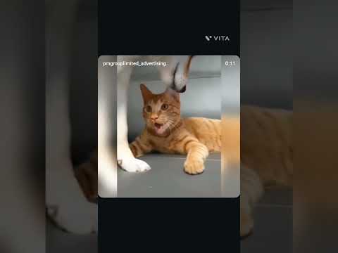 cat's ability to imitate 😂 Funnny videos funny cat video funny cat video cat video #cat #funnycats
