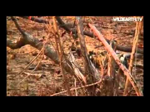 Wild Dogs Djuma WildEarth tv