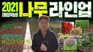 2021년 출하될 나무 미리 보기! 하우스재배 농장의 준비 모습을 공개합니다 (feat. 완효성 비료)ㅣ[대…