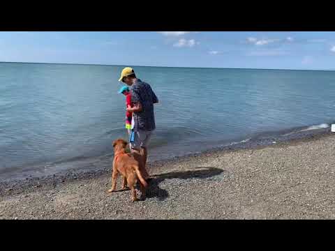 My first beach experience | Azra the Golden Retriever