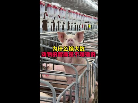 豬的智商真的很高#漲知識#動物科普 #奇怪的知識增加了