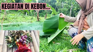 COBA MENANAM TALAS JUMBO,POTONG DAUN PISANG DAN MEMASAK SAMBEL SEPING…