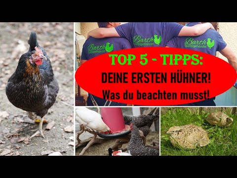 TOP5 TIPPS - Deine ERSTEN HÜHNER! Was du beachten musst! #hühner