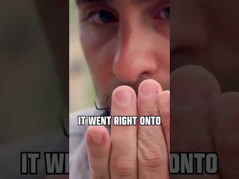 Free handling the black widow spider...