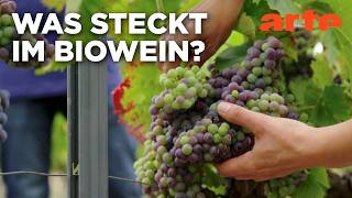 Biowein - Alles reine Natur? | Doku HD | ARTE