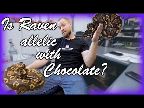Is the RAVEN gene ALLELIC with the CHOCOLATE gene in BALL PYTHONS??
