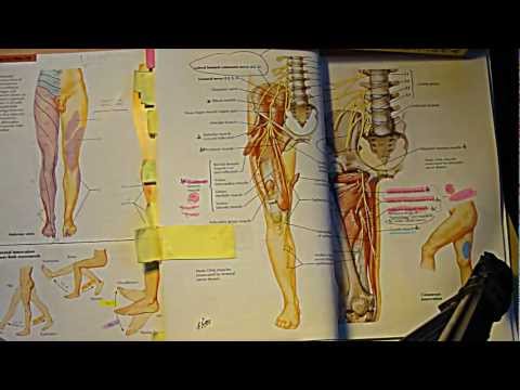L2, L3, L4 Dermatome and muscular innervation