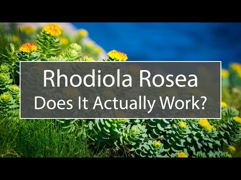 rhodiola rosea zsírvesztés