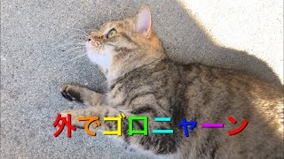 ねっ転がるゆめちゃん🐱 Yumechan who rolls outside