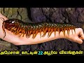 அமேசான் காடுகளின் 22 அபூர்வ விலங்குகள�