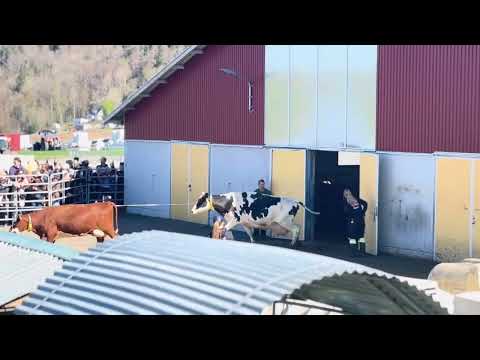 The Release of the Cattle at Tenhult, Jönköping County.