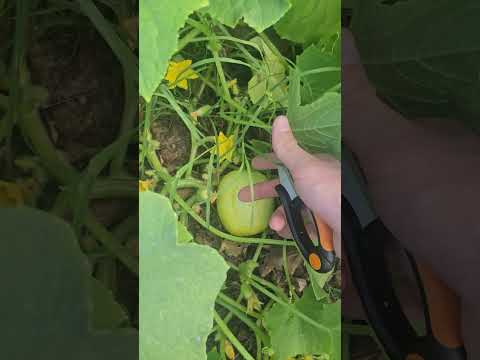 How to Harvest: Lemon Cucumbers