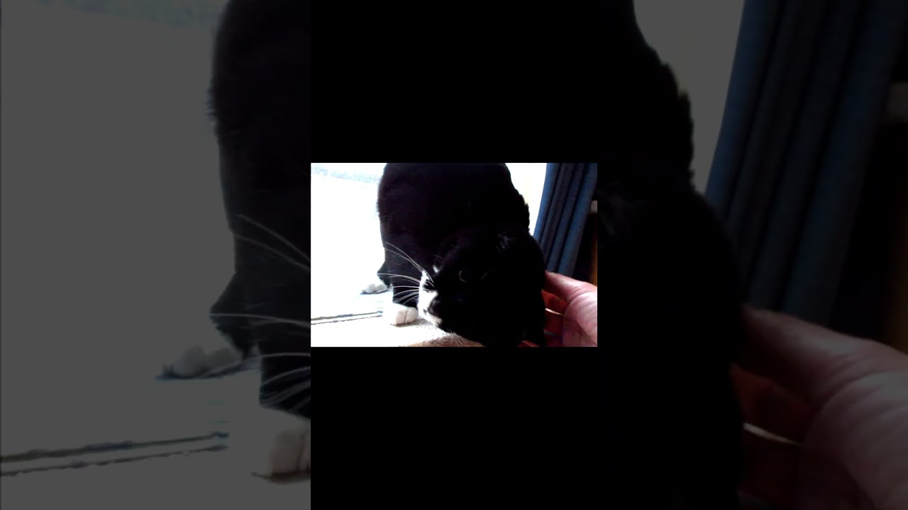 右左右左😸↩️↪️